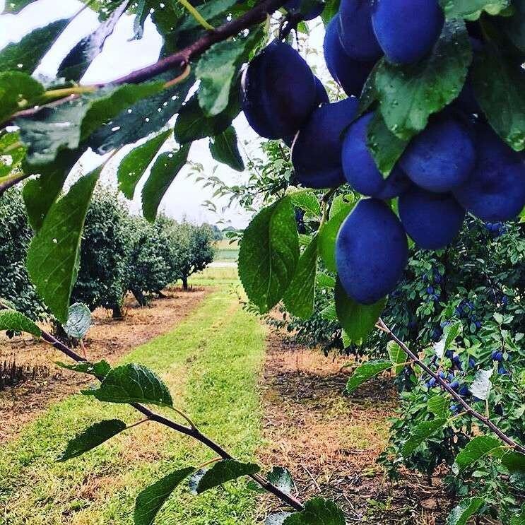 McIntosh Apple Orchards & Winery