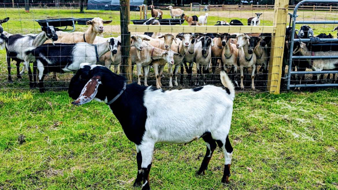 The Goatery at Kiawah River farm visit